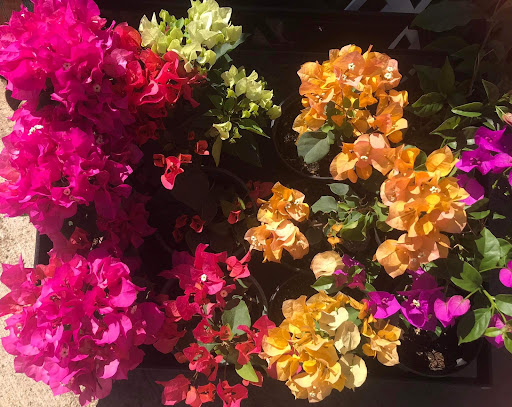 Florería Jardín El Rosal