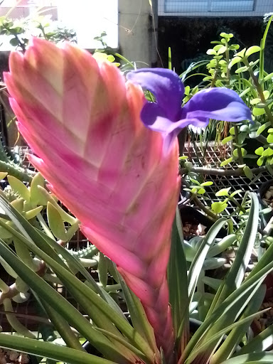 Florería Jardín Imbery